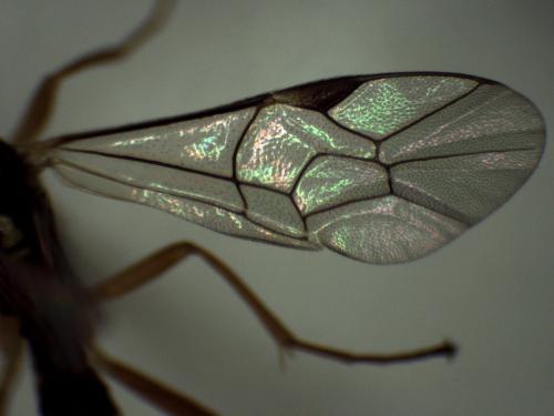 Syrphoctonus tarsatorius